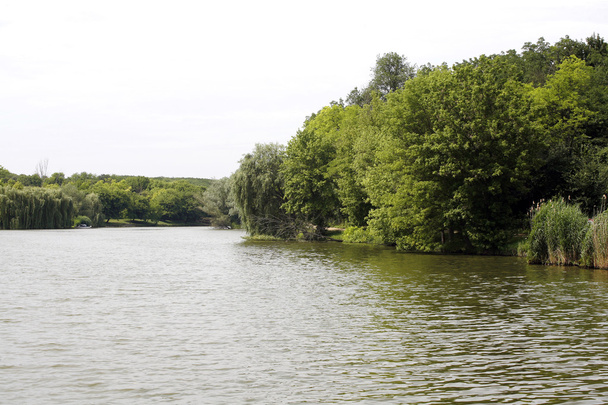 Manzara ile orman ve göl yaz  - Fotoğraf, Görsel