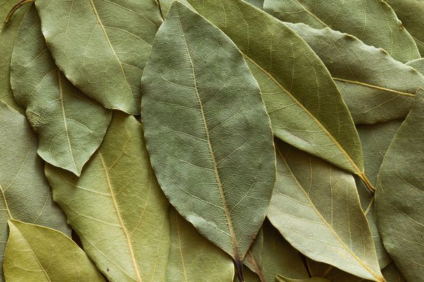Dried bay leaf folded over itself as background. - Valokuva, kuva