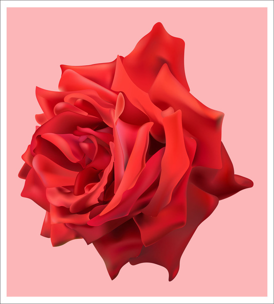 beautiful red rose - ベクター画像