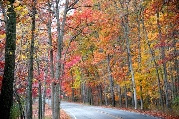 droga w lesie jesienią - Zdjęcie, obraz