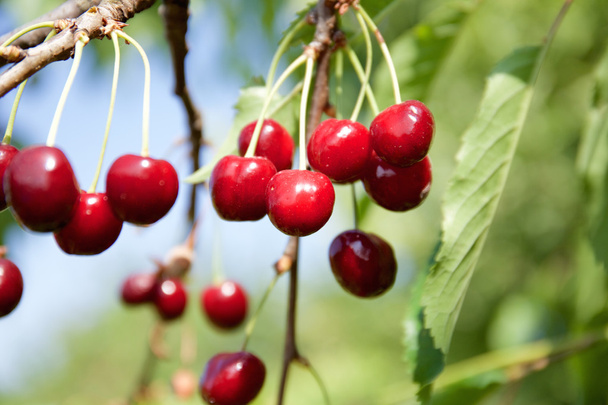 Cherries on cherry tree at summer - 写真・画像