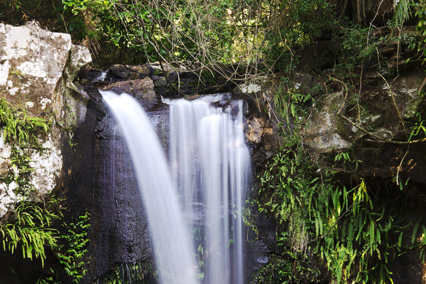 Curtis Falls em Mount Tamborine
 - Foto, Imagem