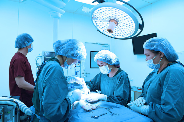 group of veterinarian surgery in operation room - Foto, afbeelding