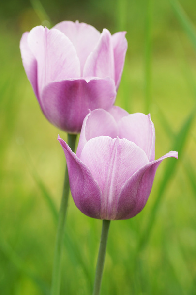 Two tulips in the garden. - Фото, зображення