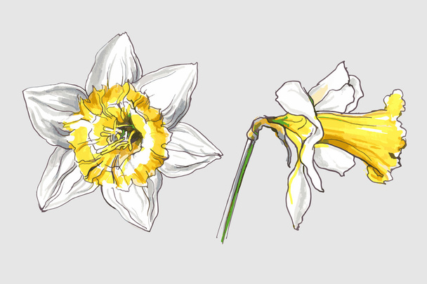 Narcissus spring flower - Vettoriali, immagini