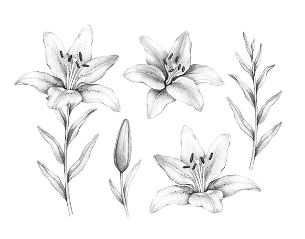 Pencil drawing of lily flower - Фото, зображення
