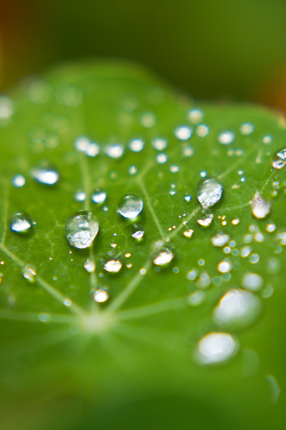 droplets on leaf - Φωτογραφία, εικόνα