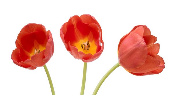 три червоні тюльпани
 - Фото, зображення
