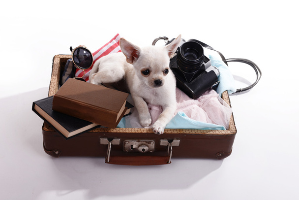 Adorable perro chihuahua en maleta con cosas aisladas en blanco
 - Foto, Imagen