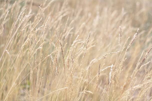 Трава и полевые цветы, солнечный летний луг, избирательный фокус
 - Фото, изображение