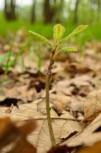Oak seedlings - Φωτογραφία, εικόνα