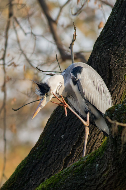 Grey heron - Photo, image