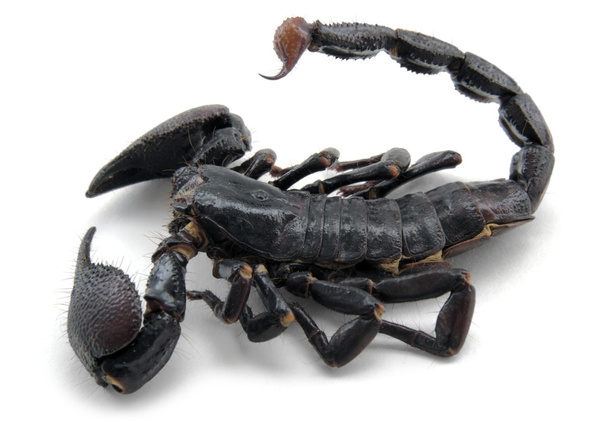 Dunkler Skorpion - Foto, Bild
