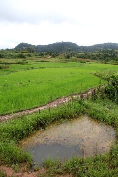 Pond and rice - Photo, Image