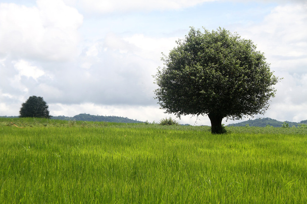 μεγάλο δέντρο και πράσινο γρασίδι - Φωτογραφία, εικόνα