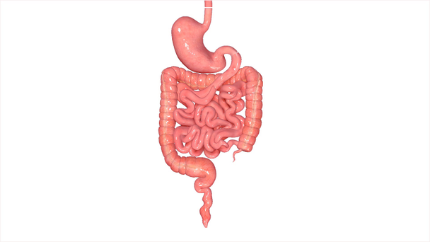 Stomach with large and small intestine - Footage, Video