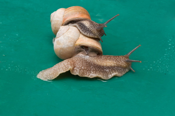 Deux escargots
. - Photo, image