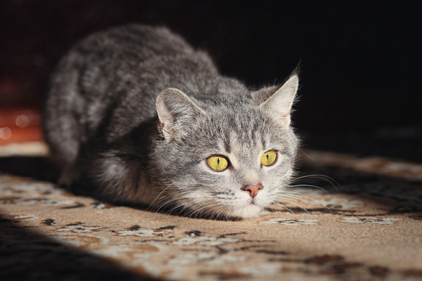 Gri kedi saldırıya hazırlanıyor - Fotoğraf, Görsel