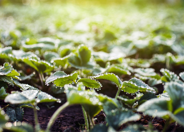 Dew drops on leaves of strawberry - Valokuva, kuva