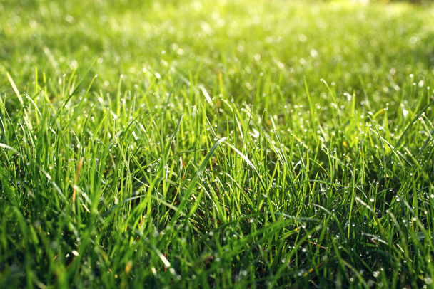 top view of green grass - Фото, зображення