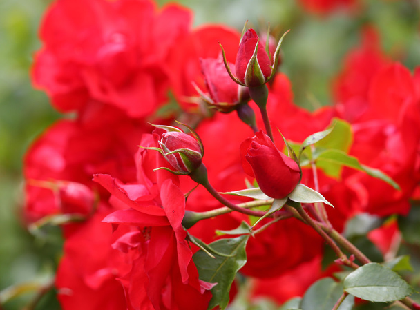 фантастический фон из многих красных роз
 - Фото, изображение