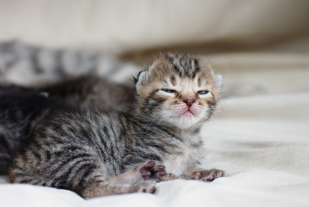 nowo narodzony Kotek mała - Zdjęcie, obraz