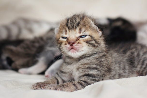 schlafendes Kätzchen - Foto, Bild