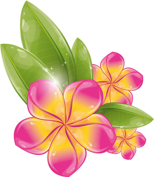 Pink frangipani flower - Vecteur, image