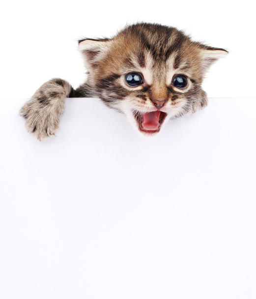 Kätzchen guckt aus leerem Schild - Foto, Bild