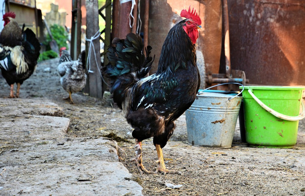 La polla
 - Foto, Imagen