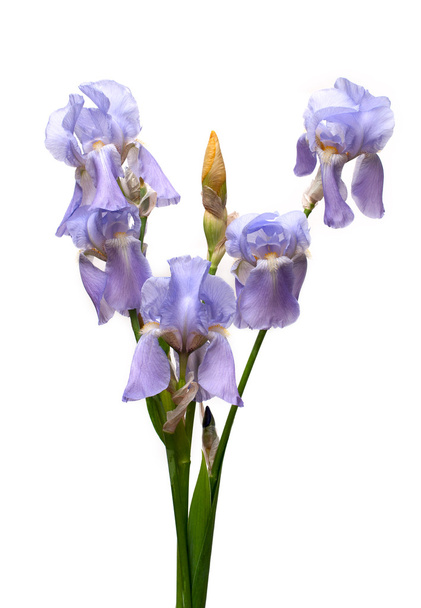 Фиолетовые ирисы
 - Фото, изображение