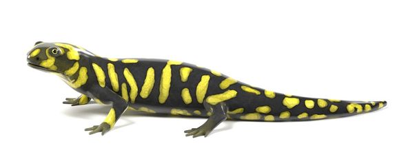 tiger salamander - Photo, Image