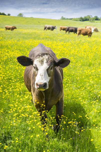 Una sola vaca acercándose a la cámara en el campo de las copas
 - Foto, imagen