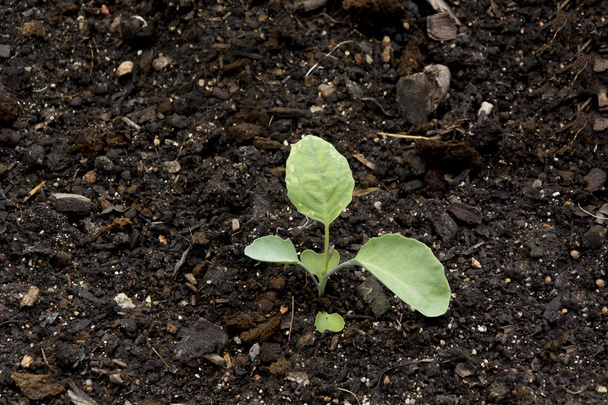 Green seedlings in new life concept - Foto, Imagem