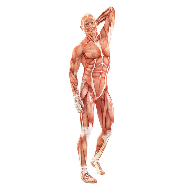 白い背景上に分離されて男筋肉の解剖学システム。姿勢に立って - 写真・画像
