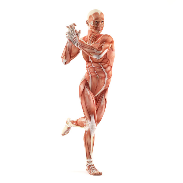 man spieren anatomie systeem geïsoleerd op witte achtergrond - Foto, afbeelding