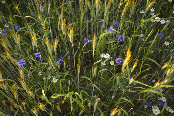 çiçek ile tahıl - Fotoğraf, Görsel