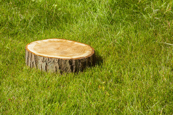 Baumstumpf auf dem Gras - Foto, Bild