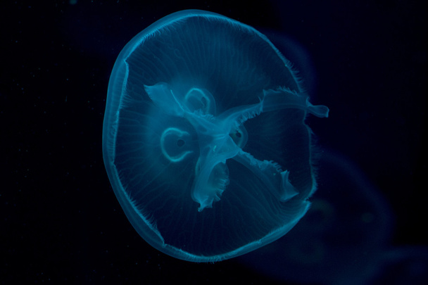 jellyfish isolated on black - Fotoğraf, Görsel