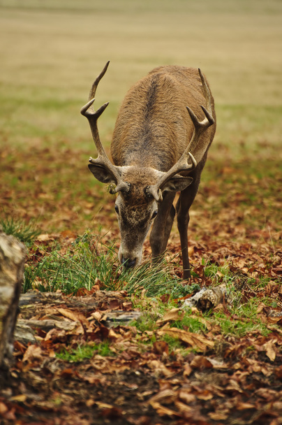 Ritratto frontale di cervo adulto rosso in autunno Autunno
 - Foto, immagini
