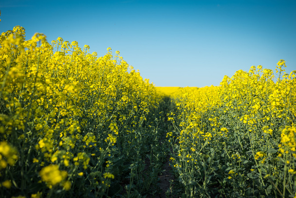 Blooming rapeseed field  - Foto, afbeelding