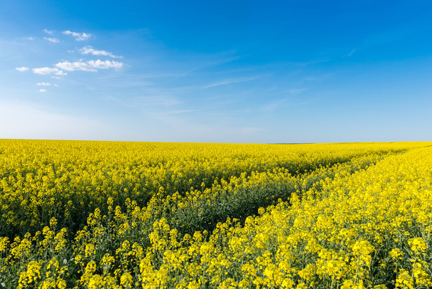 Blooming rapeseed field  - Foto, Imagem