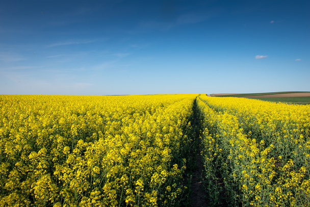 Blooming rapeseed field - Zdjęcie, obraz