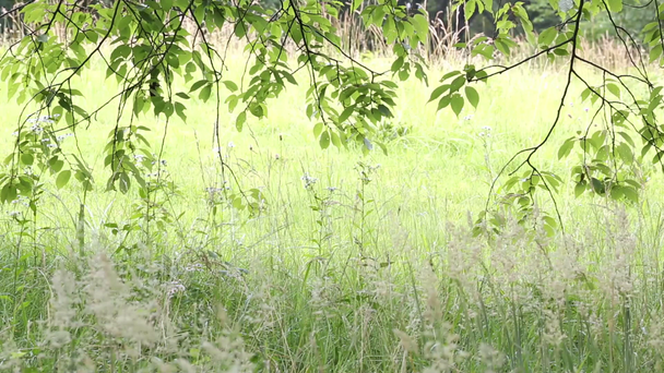 Hinterleuchtetes Laub im Wald - Filmmaterial, Video