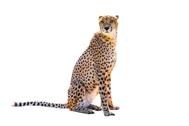 gepard sedí - Fotografie, Obrázek