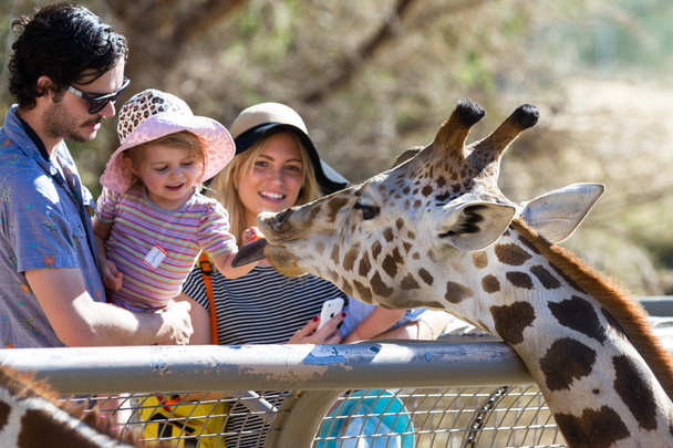 Hand feeding a giraffe  - Photo, Image