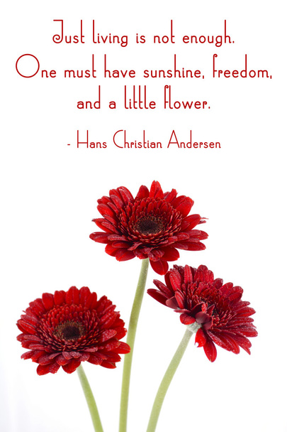 Flores vermelhas de gerbera com citação inspiradora
.  - Foto, Imagem