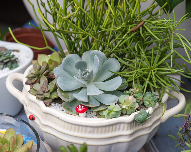  miniatuur succulente planten - Foto, afbeelding