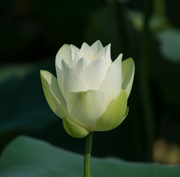 Цветок белого лотоса
 - Фото, изображение