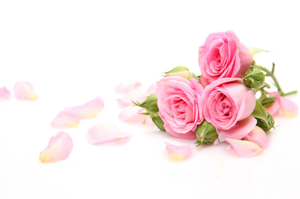 Beautiful pink roses - Valokuva, kuva